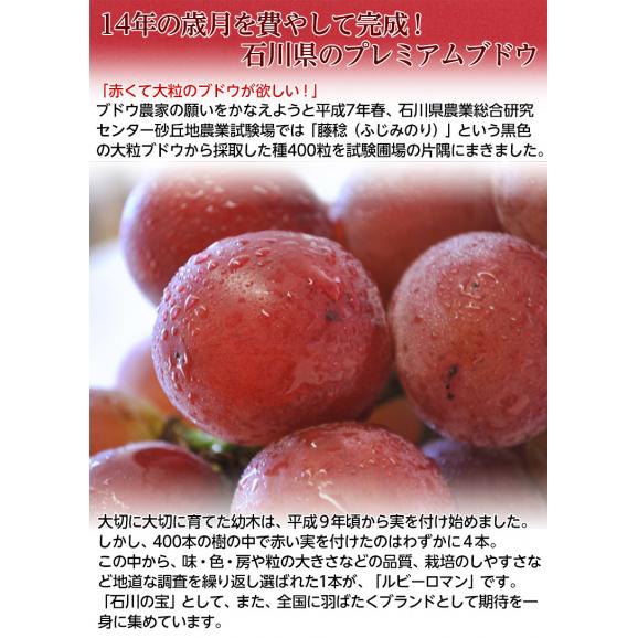 ルビーロマン 石川県産 ぶどう 秀品 1房 500～600g 化粧箱 ※冷蔵　送料無料03