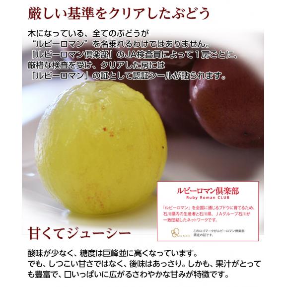 ルビーロマン 石川県産 ぶどう 秀品 1房 500～600g 化粧箱 ※冷蔵　送料無料04