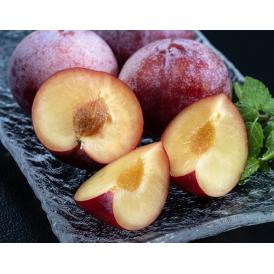 すもも 　サンセプト　約500g×4P （1Pの目安:4～6玉入）　山形県産　さがえ西村山すもも部会　※冷蔵 送料無料