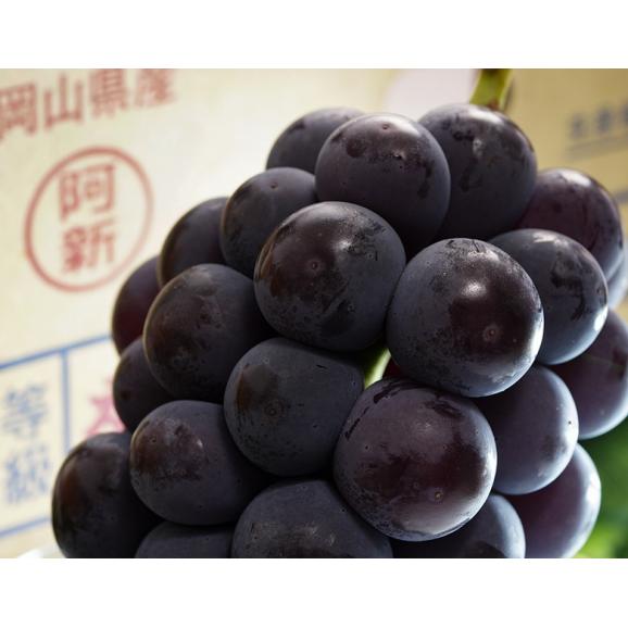 阿新の　ニューピオーネ　岡山県産ぶどう 秀品 2房 計約1.1kg 簡易箱 ※冷蔵　送料無料02