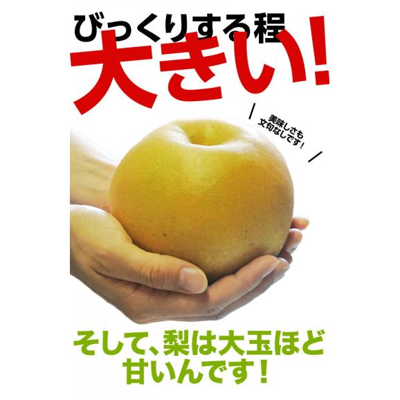  大玉　にっこり梨　栃木県産 優〜秀 約5kg（6〜10玉）簡易箱 ※冷蔵　送料無料02