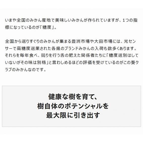 葵クラブ ゆら早生みかん 特選品 2S～S 和歌山県 有田産 風袋込 約3kg 産地箱 ※常温　送料無料05