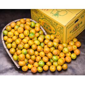 超小玉 ゆら早生みかん 和歌山県産 3Sサイズ 約10kg 産地箱 風袋込 ※常温 送料無料