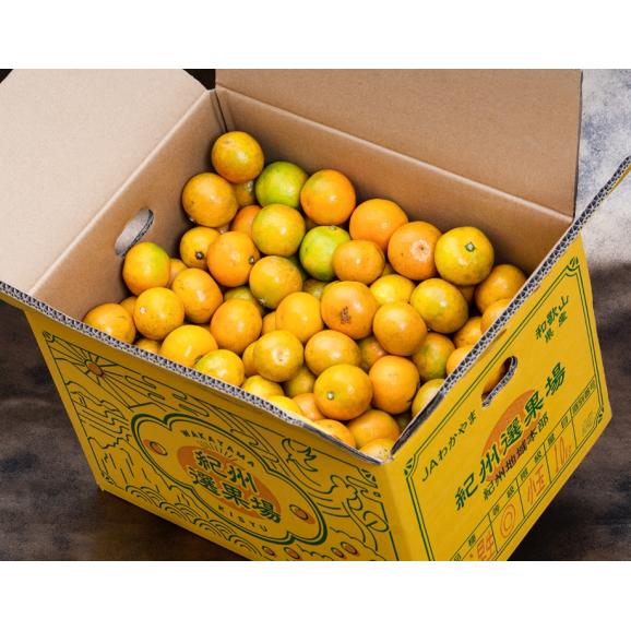 超小玉 ゆら早生みかん 和歌山県産 3Sサイズ 約10kg 産地箱 風袋込 ※常温 送料無料03