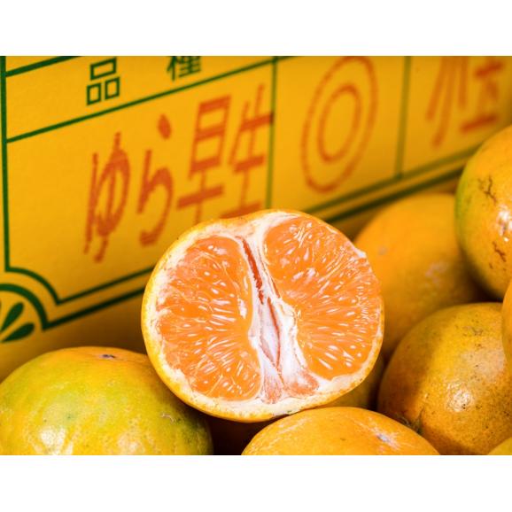 超小玉 ゆら早生みかん 和歌山県産 3Sサイズ 約5kg 簡易箱 ※常温 送料無料02