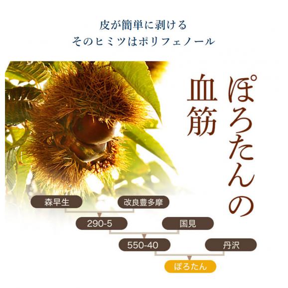 【カード・代引限定】栗　低温熟成 笠間（友部）の特大ぽろたん栗 茨城県産 3〜4Lサイズ 約2kg 簡易箱 ※冷蔵 基本は3Lサイズで出荷 送料無料04