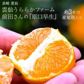 【正規品】前田晃佑さんの 原口早生みかん 約3kg (バラ詰め・2S〜M込) 長崎県産 雲仙うららかファーム ※常温 送料無料