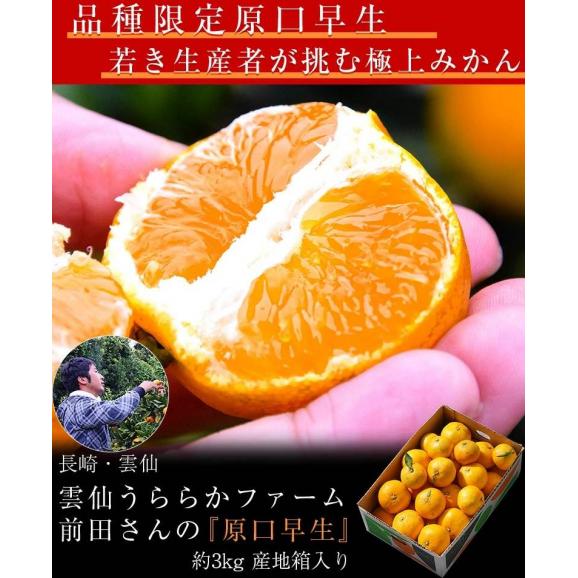 【正規品】前田晃佑さんの 原口早生みかん 約3kg (バラ詰め・2S〜M込) 長崎県産 雲仙うららかファーム ※常温 送料無料02
