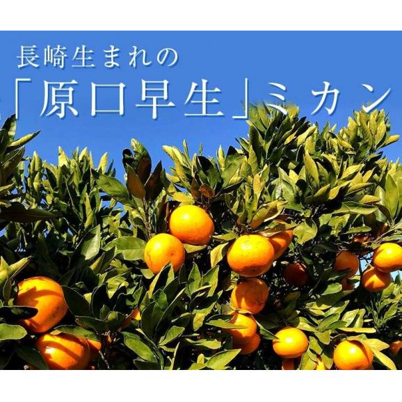 【正規品】前田晃佑さんの 原口早生みかん 約3kg (バラ詰め・2S〜M込) 長崎県産 雲仙うららかファーム ※常温 送料無料03
