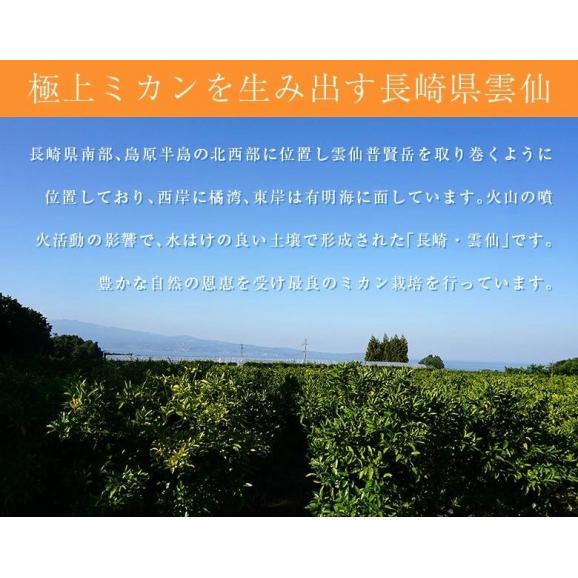 【正規品】前田晃佑さんの 原口早生みかん 約3kg (バラ詰め・2S〜M込) 長崎県産 雲仙うららかファーム ※常温 送料無料05