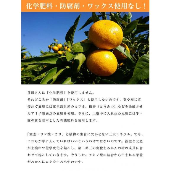 【正規品】前田晃佑さんの 原口早生みかん 約3kg (バラ詰め・2S〜M込) 長崎県産 雲仙うららかファーム ※常温 送料無料06