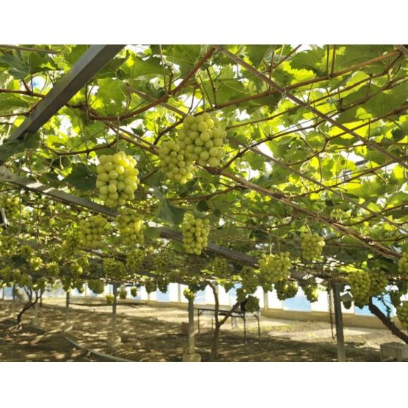 最上位等級 赤秀品　晴王 シャインマスカット 岡山県産 2房 計約1kg 簡易箱 ※冷蔵　ぶどう　葡萄　送料無料03