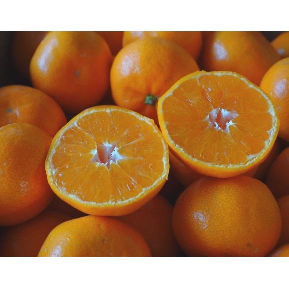 『原口早生みかん』 長崎県産 優品 S〜L　合計8kg（約4kg×2箱） 産地箱 ※常温　送料無料02