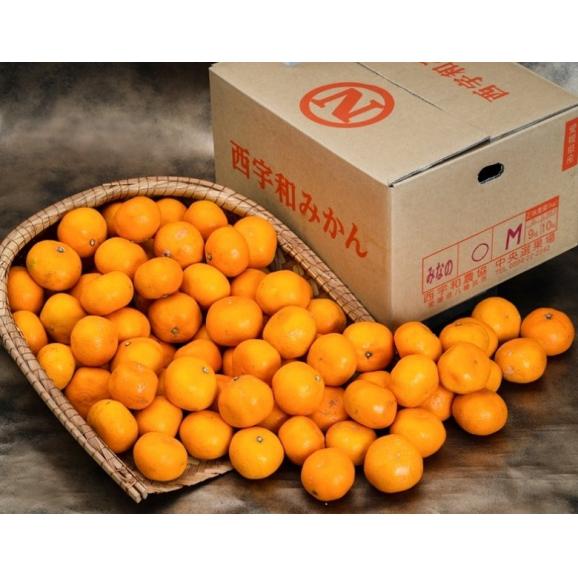 【カード代引限定】 ご自宅用 こたつみかん 愛媛県産 S〜L 約10kg 簡易箱 ※常温 送料無料02