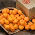 【カード代引限定】 大玉 ご自宅用 こたつみかん 愛媛県産 2L 約9kg 簡易箱 ※常温 送料無料