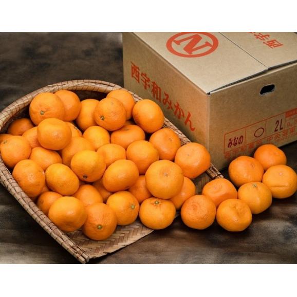 【カード代引限定】 大玉 ご自宅用 こたつみかん 愛媛県産 2L 約9kg 簡易箱 ※常温 送料無料02