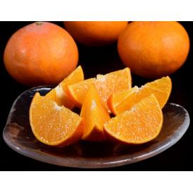 【カード・代引限定】 あまくさ JAからつ 佐賀県産 約2.5kg (12～15玉) 化粧箱入 ※常温 送料無料