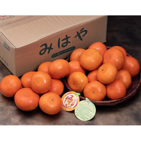 みはや 熊本県産 中〜大サイズ 約4.5kg 田の浦柑橘組合 産地箱 ※常温 送料無料03