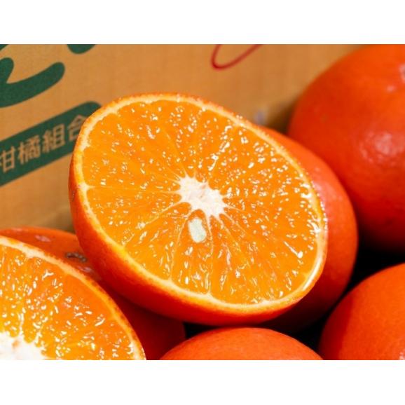 みはや 熊本県産 中〜大サイズ 約4.5kg 田の浦柑橘組合 産地箱 ※常温 送料無料04