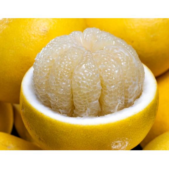 ご自宅用 土佐文旦 高知県産 戸波選果場 L〜5L 約5kg 産地箱 風袋込 キズ・スレ等あり ※常温 送料無料 文旦03