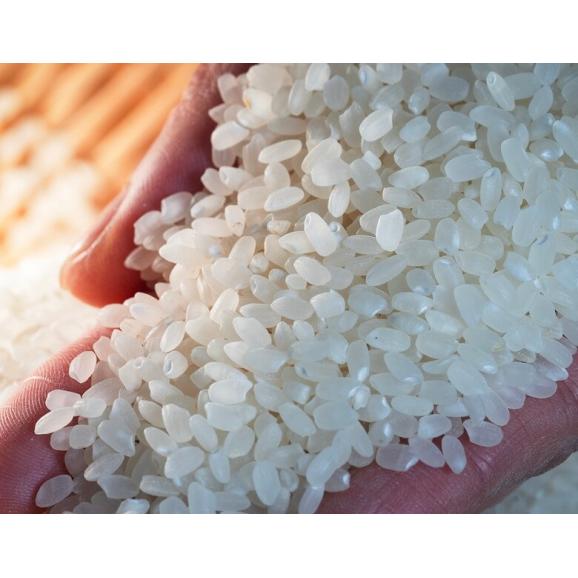  【令和7年度産】にじのきらめき 新潟県産 白米5kg ※常温 送料無料02