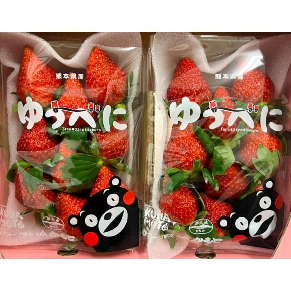 ゆうべに 熊本県産 いちご 2パック（1パック：約250g） 産地箱 ※冷蔵 送料無料03