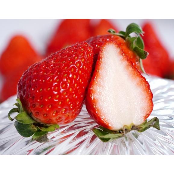 ゆうべに 熊本県産 いちご 2パック（1パック：約250g） 産地箱 ※冷蔵 送料無料04