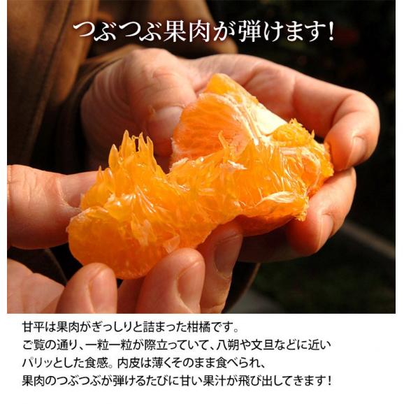 甘平 (かんぺい) 愛媛県産 秀品 L〜5L 約2.5kg (7〜15玉) 化粧箱 ※常温 柑橘 送料無料02