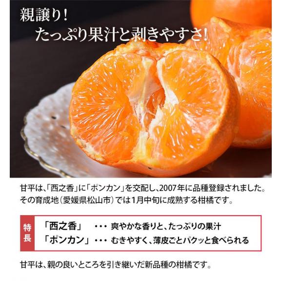 甘平 (かんぺい) 愛媛県産 秀品 L〜5L 約2.5kg (7〜15玉) 化粧箱 ※常温 柑橘 送料無料03