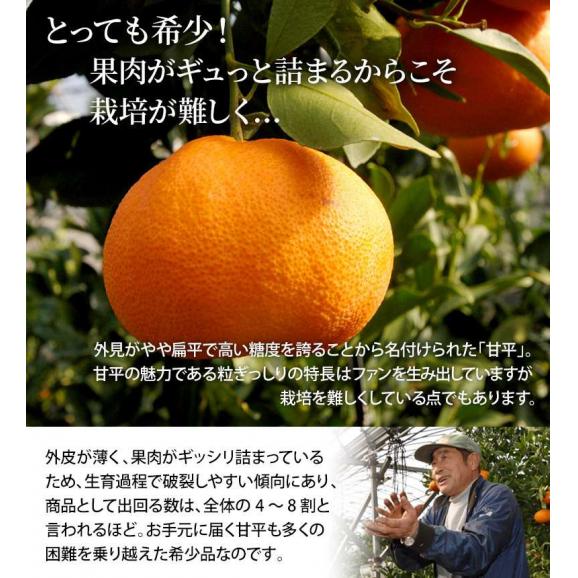 甘平 （かんぺい） 愛媛県産 秀品 L〜5L 約2.5kg （7〜15玉） 化粧箱