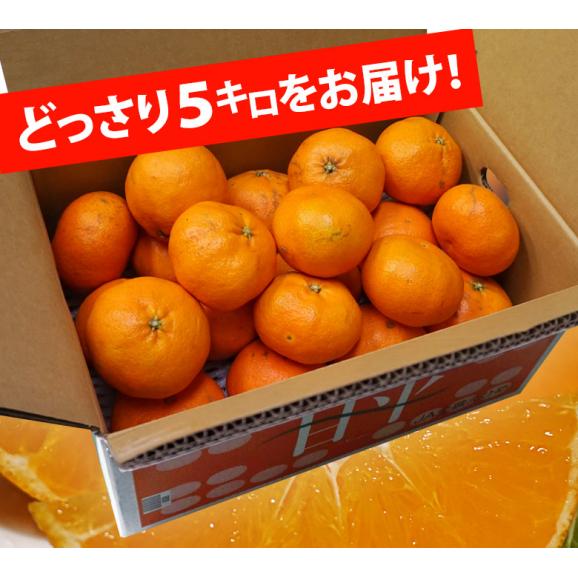 ご自宅用 バラ詰め 甘平 （かんぺい）愛媛県産 M〜5L 約5kg 産地箱 ※常温 送料無料06