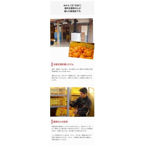 冷温貯蔵みかん 長崎県産 秀品 M～L 約1.2kg&times;2箱 産地箱 ※常温 送料無料04