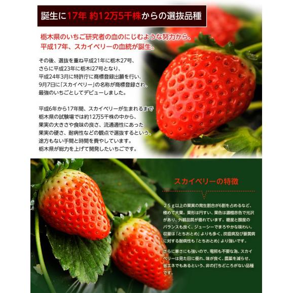 スカイベリー いちご 栃木県産 4パック 等級：G （1パック：約280g）産地箱 ※冷蔵 送料無料02