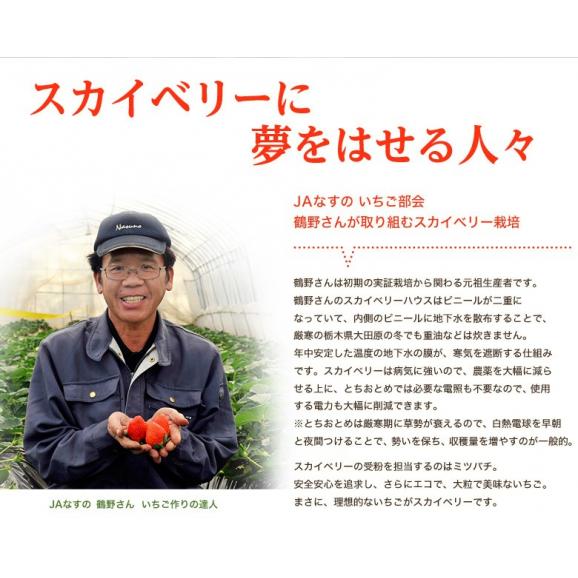 スカイベリー いちご 栃木県産 4パック 等級：G （1パック：約280g）産地箱 ※冷蔵 送料無料03