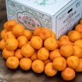 紀州選果場 ポンカン 和歌山県産 L〜4L 約9kg 産地箱 ※常温 送料無料