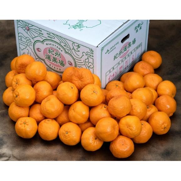 紀州選果場 ポンカン 和歌山県産 L〜4L 約9kg 産地箱 ※常温 送料無料02