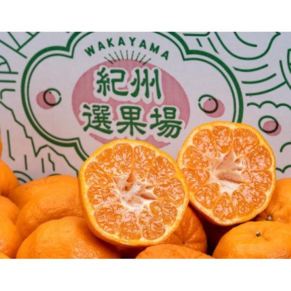 紀州選果場 ポンカン 和歌山県産 L〜4L 約9kg 産地箱 ※常温 送料無料04