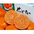 せとか 長崎県産 柑橘 L～2L 約3kg （12～15玉）産地箱 ※常温 JA長崎せいひ 送料無料