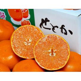 せとか 長崎県産 柑橘 L～2L 約3kg （12～15玉）産地箱 ※常温 JA長崎せいひ 送料無料