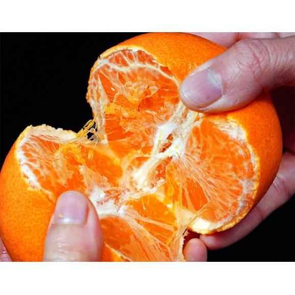 せとか 長崎県産 柑橘 L~2L 約3kg (12~15玉)産地箱 ※常温 JA長崎せいひ 送料無料02