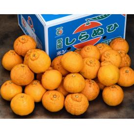 ご自宅用　三崎の 不知火（しらぬひ） 愛媛県産 L～4L 約10kg 産地箱 キズ・スレ等あり ※常温 送料無料