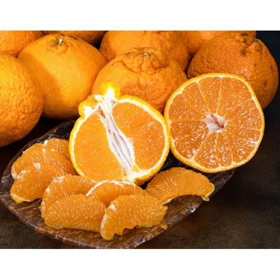 ご自宅用　三崎の 不知火（しらぬひ） 愛媛県産 L～4L 約10kg 産地箱 キズ・スレ等あり ※常温 送料無料02