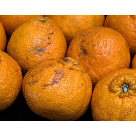 ご自宅用　三崎の 不知火（しらぬひ） 愛媛県産 L～4L 約10kg 産地箱 キズ・スレ等あり ※常温 送料無料03