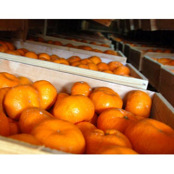 蔵出し 熟成みかん あんみつ姫 佐賀県産 佐賀県産 2L〜3Lサイズ 約3kg （12〜15玉） 産地箱 ※常温 送料無料03