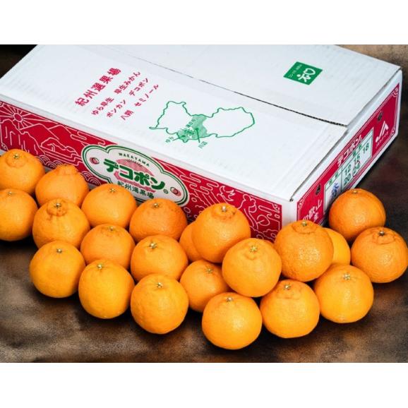 糖度13度選別 デコポン 和歌山県産 約5kg（18〜24玉）産地箱 ※常温 送料無料03