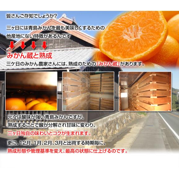 三ヶ日みかん 濃密青島 静岡県産 2〜3Lサイズ 約3.5kg 産地箱 ※常温 JAみっかび 送料無料04