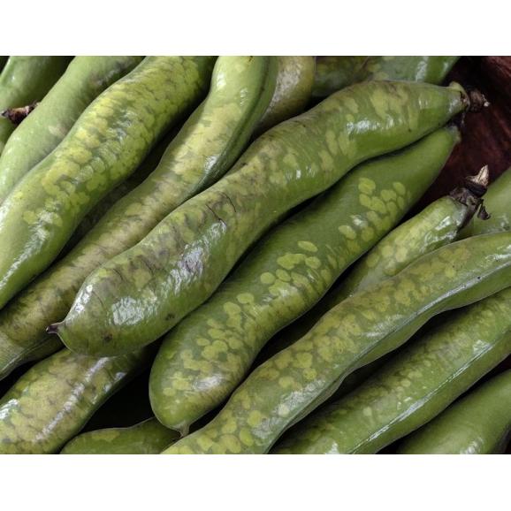 【カード・代引】訳あり品 そらまめ（霜害）鹿児島県産ほか M〜Lサイズ 約2kg 簡易箱 ※常温 送料無料02