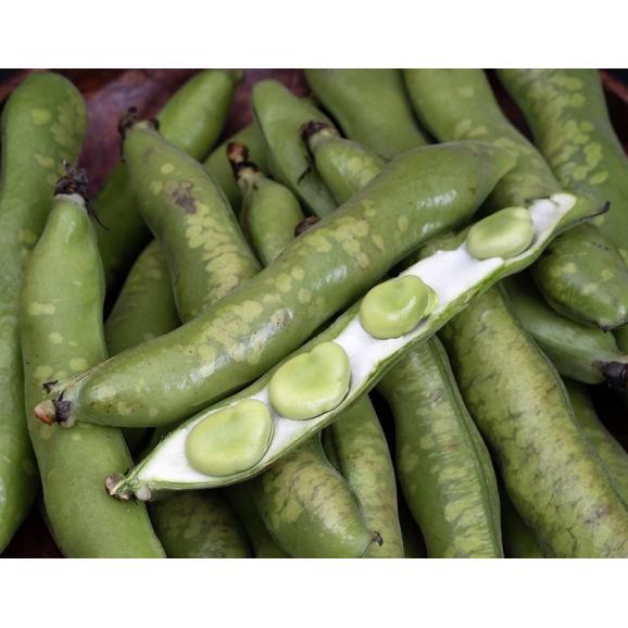 【カード・代引】訳あり品 そらまめ（霜害）鹿児島県産ほか M〜Lサイズ 約2kg 簡易箱 ※常温 送料無料03