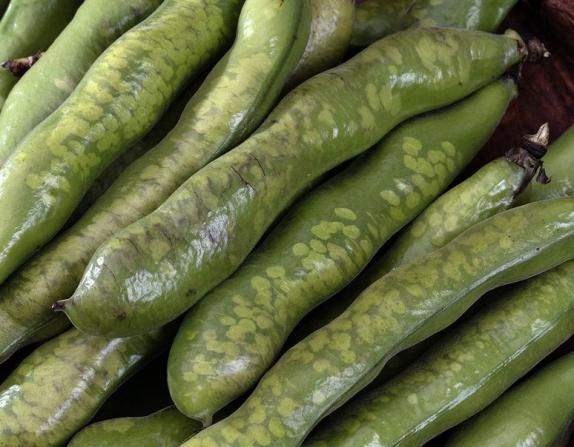 カード・代引】訳あり品 そらまめ（霜害）鹿児島県産ほか M〜Lサイズ
