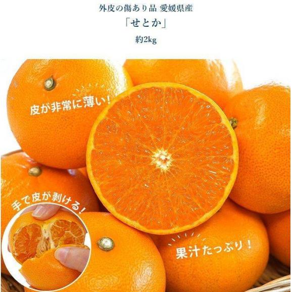 訳あり品 デコポン＆せとか セット （デコポン約3kg、せとか約2kg）外皮の傷あり品 計約5kg 簡易箱 ※冷蔵 送料無料03